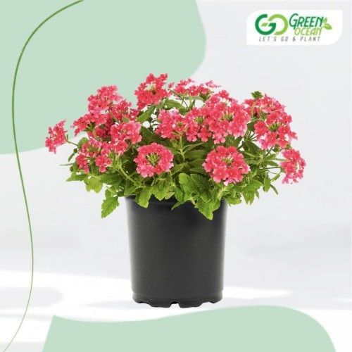 Verbena Plant