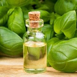 Basil Oil