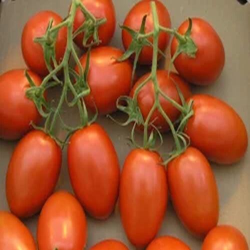 Natural A Grade Fresh Red Tomato, Packaging Type : Gunny Bag
