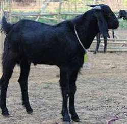 Male Black Live Goat