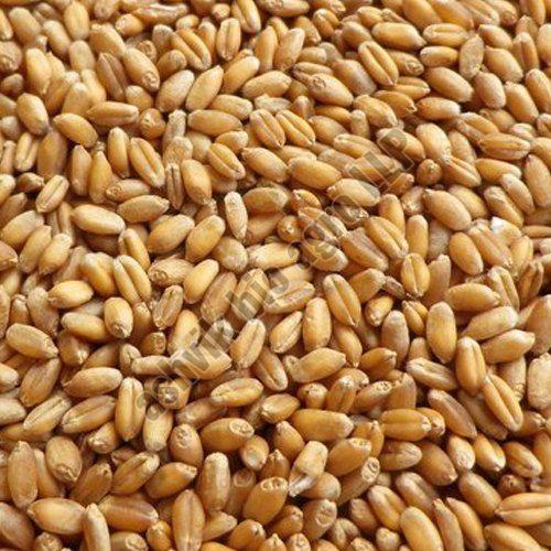 30 Kg Indian Wheat Grain for Baking, Cooking, Making Nutritious Meals