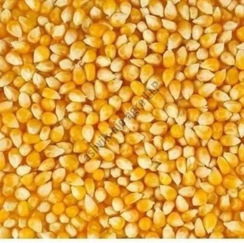 yellow maize seeds