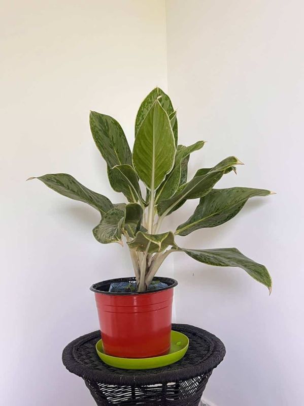 Aglonema Green Plant