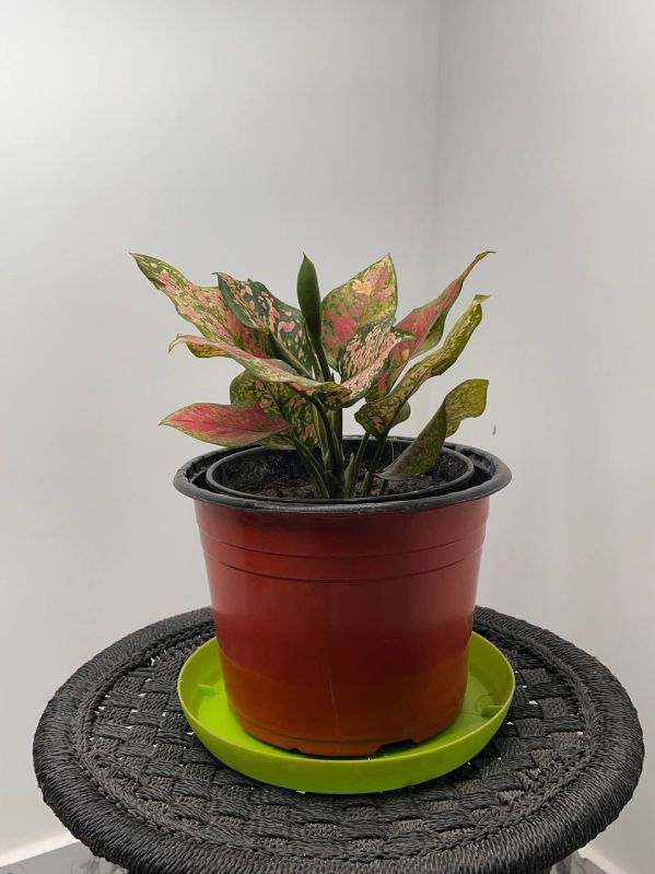 Aglonema Red Plant