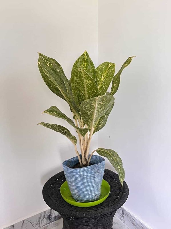 Aglonema Yellow Plant