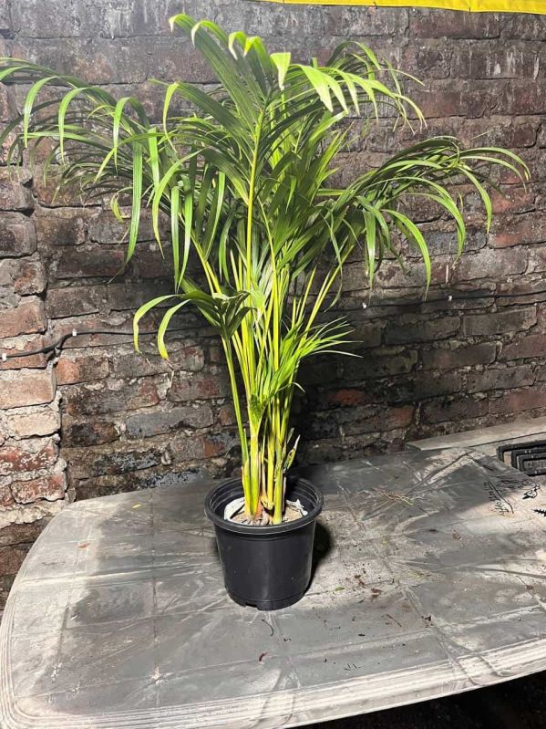 Areca Palm Plant