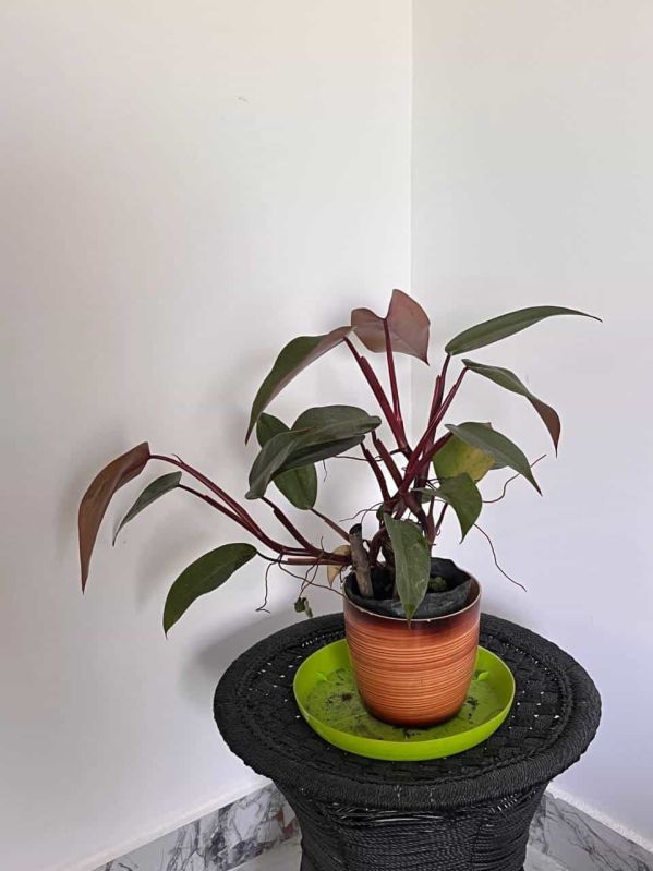 Blushing Philodendron Plant