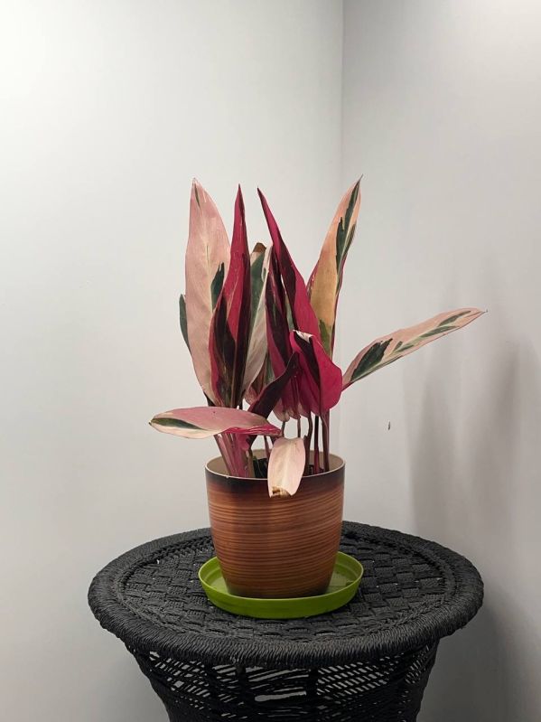 Calathea Plant