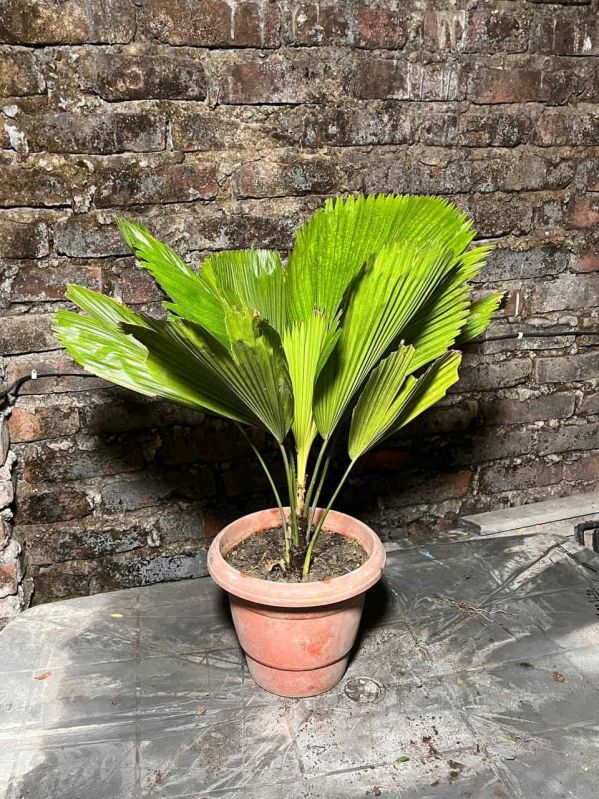 Chinese Fan Palm Plant