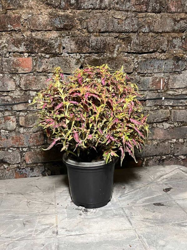 Coleus Plant