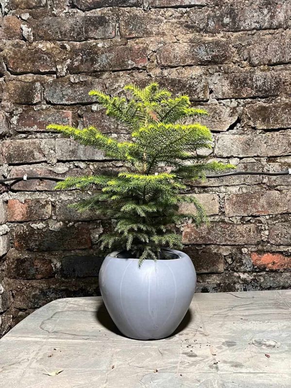 Christmas Tree Plant