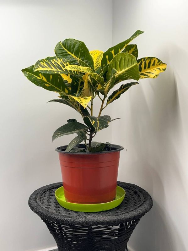 Croton Plant