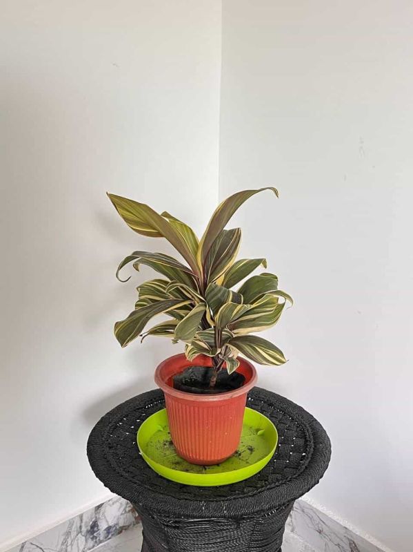 Dracaena Bruce Green Plant