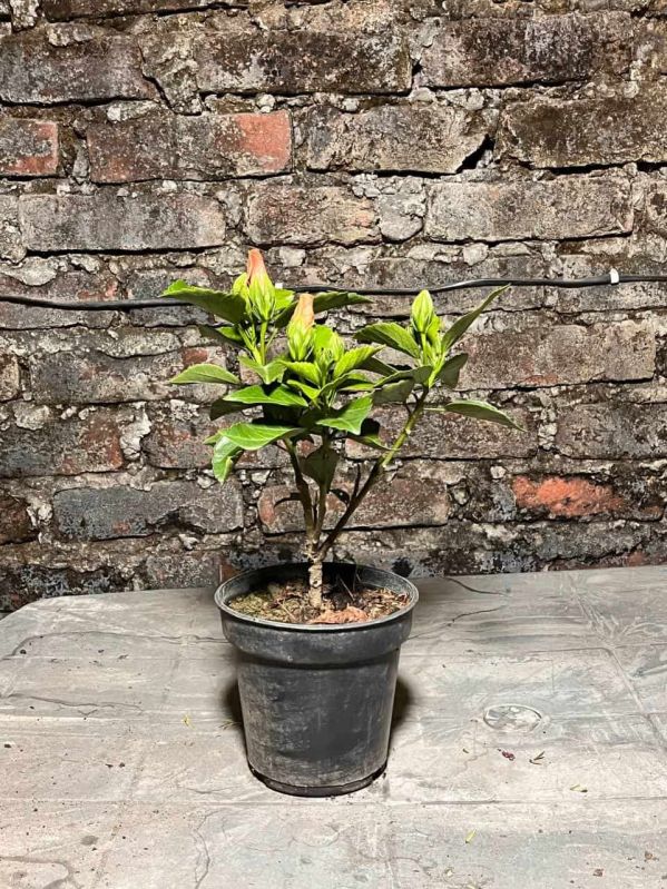 Dwarft Hibiscus Plant