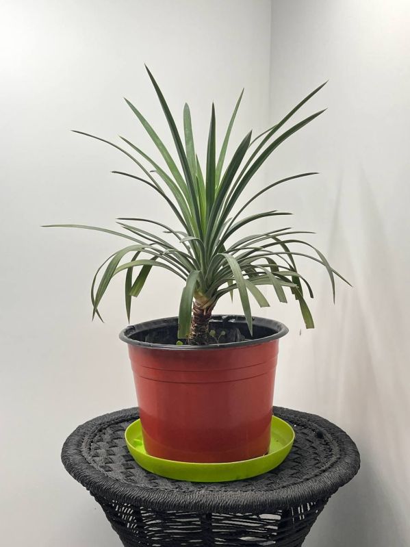 Gulappa Decorative Plant