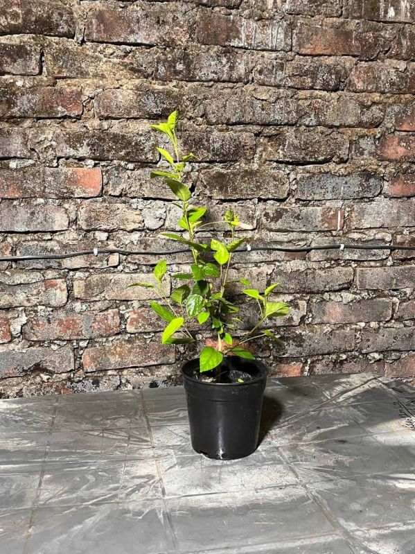 Local Hibiscus Plant