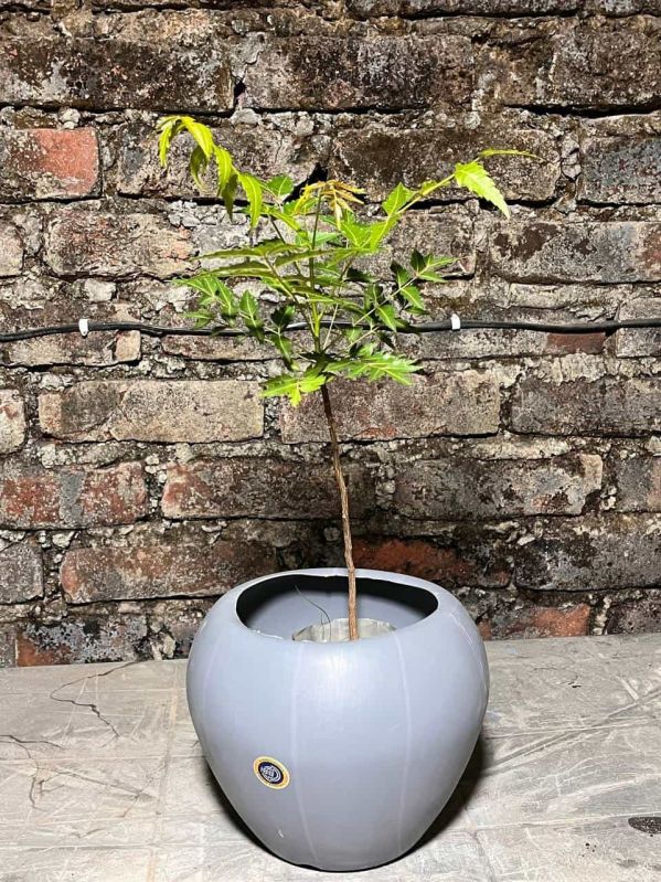 Neem Plants