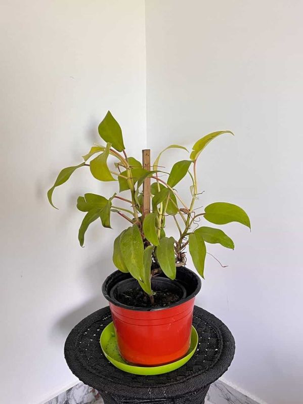 philodendron plant