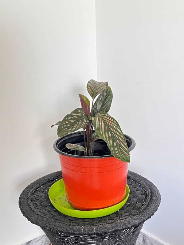 Pin Stripe Calathea Plant