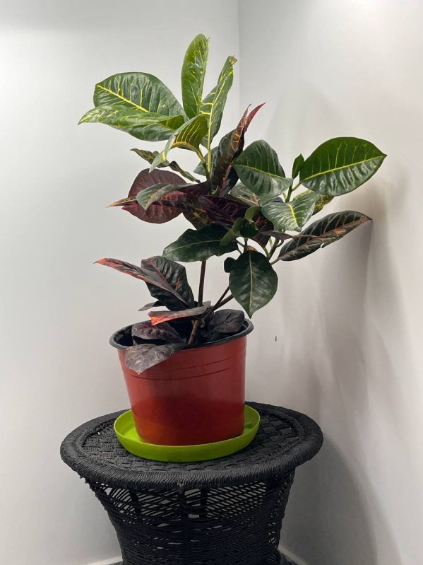 Red Croton Plant