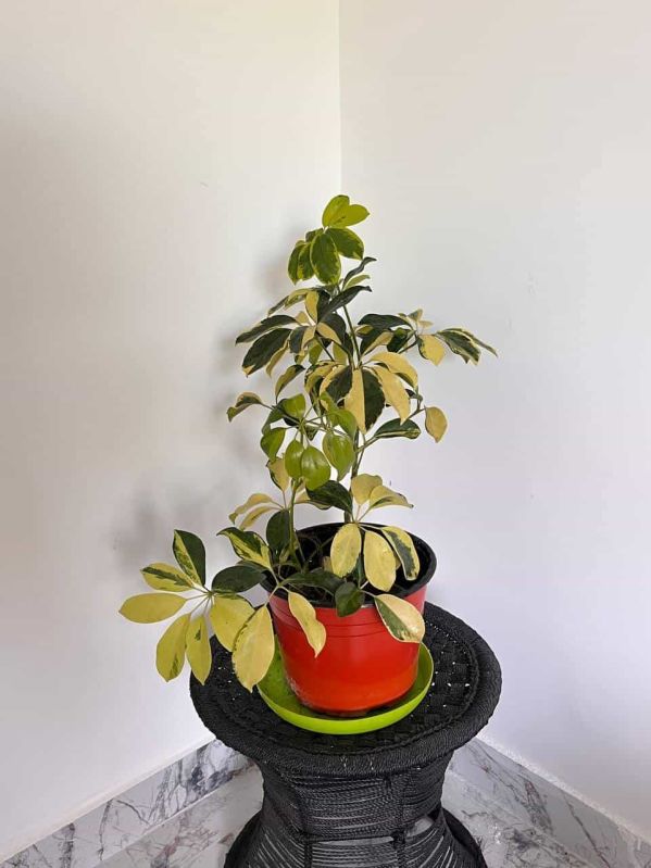 Schefflera Plant