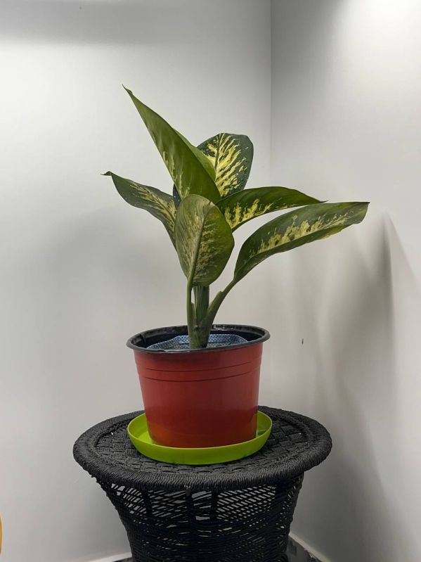 Topic Sona White Plant