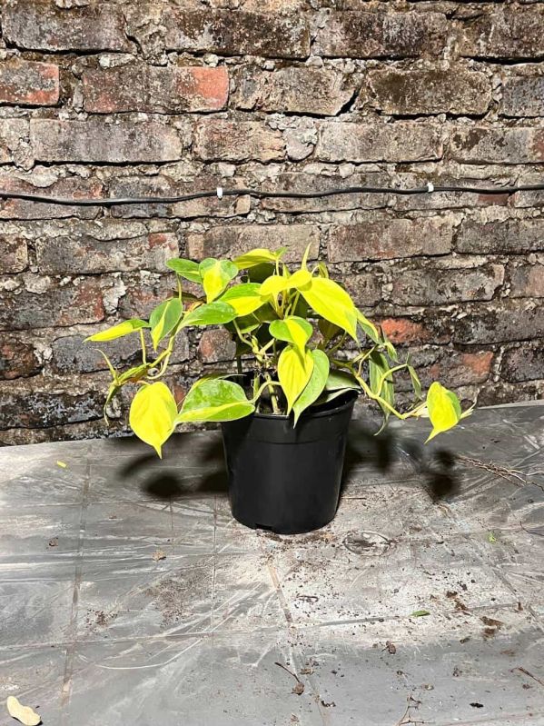 Variegated Money Plant