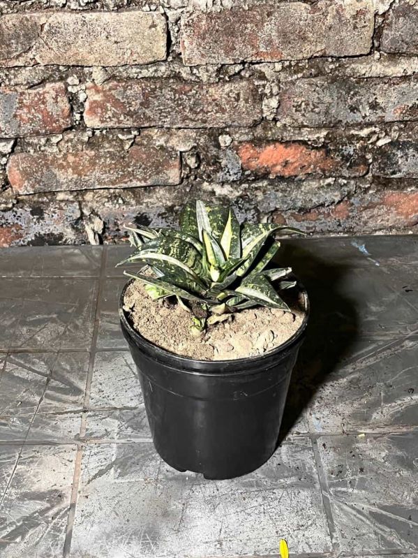 Variegated Snake Plant