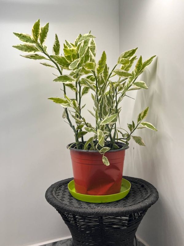 Varigeated Dracaena Plant