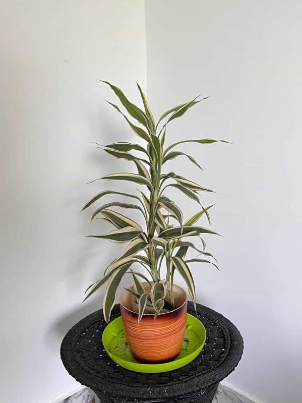 White Lucky Bamboo Plant