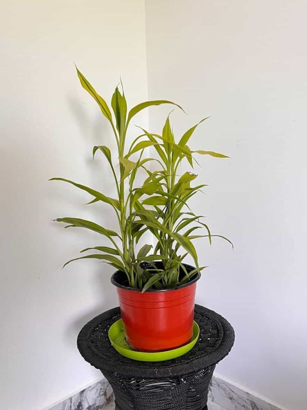 Yellow Lucky Bamboo Plant