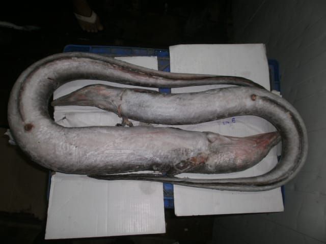 Eel Fish