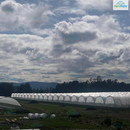 Polyethylene Multi Span Poly Tunnel Structure for Agricultural Purposes