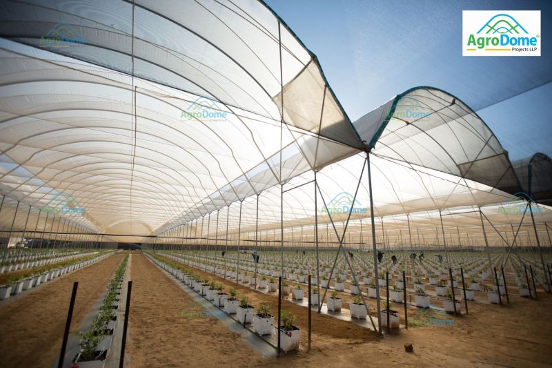 Multi Tunnel Polyhouse