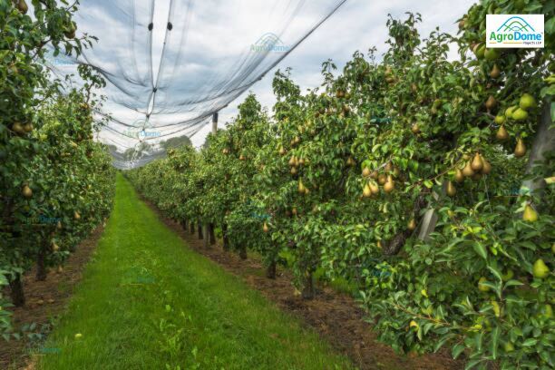 Shade Net House for Pear Orchard Structure