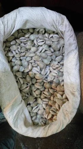 Natural White Decorative Seashells, Packaging Type : Plastic Pouch