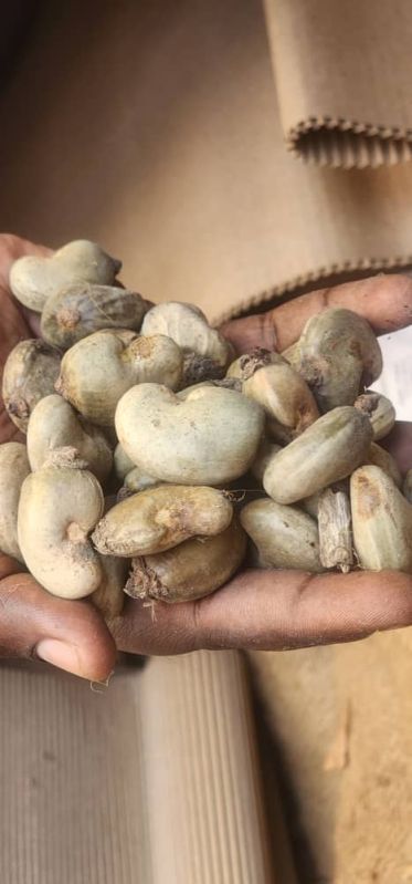 Raw Cashew Nuts