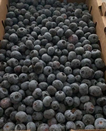 A Grade Fresh Blueberry