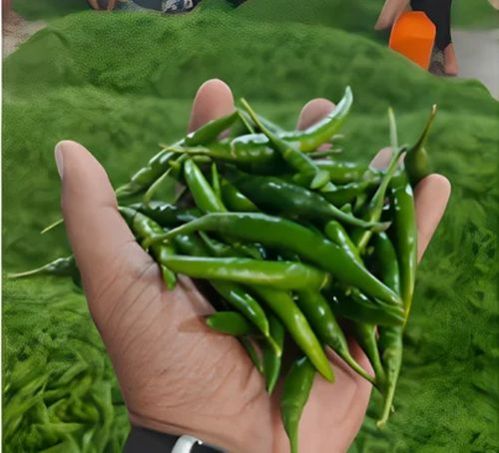 A Grade Organic Green Chilli