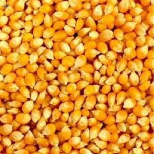 yellow maize seeds