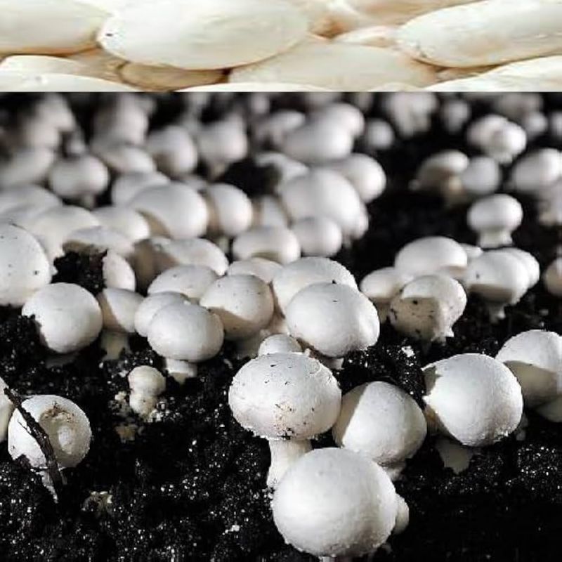 Button Mushroom Compost