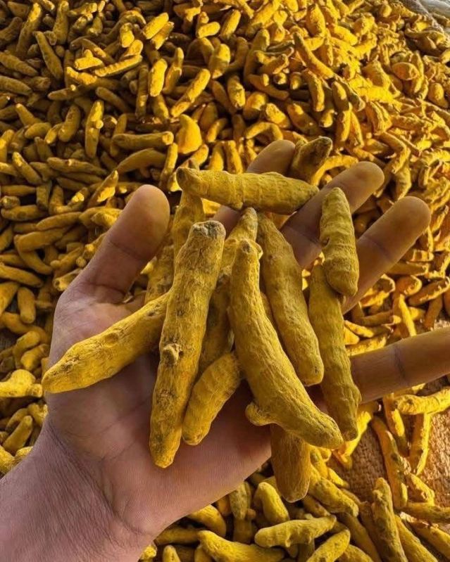 Curcuma Longa Turmeric Finger