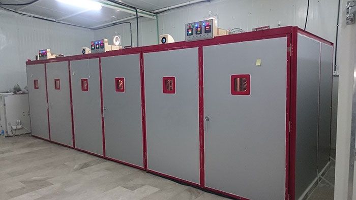 34,272 Eggs Capacity Incubator