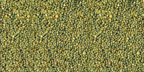 Green Millet