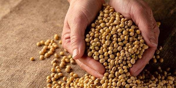 Soybean Seed