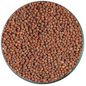 Brown Mustard Seeds