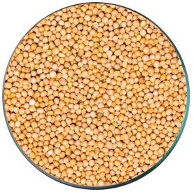 Yellow Mustard Seeds