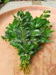 Organic Curry Leaves, Color : Green, Grade Standard : Food Grade