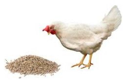 Big Bro Finisher Crum Poultry Feed, Color : Brown