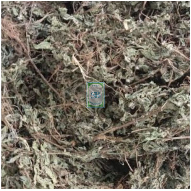 Centella Asiatica Dried Leaves